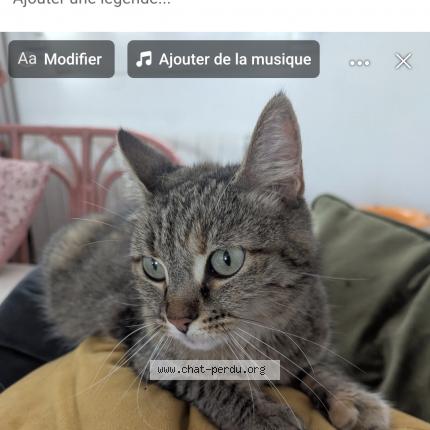 Photo 1/1 Yoko Chat perdu à Angers