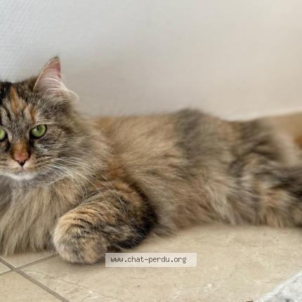 Photo 1/1 Hannah Chat perdu à Woluwe saint lambert
