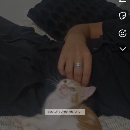 Photo 1/1 Dobby Chat perdu à Beziers