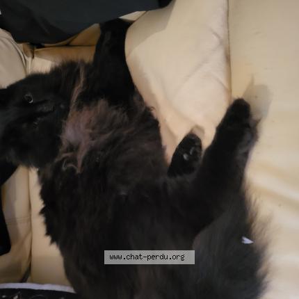Photo 1/1 Chat retrouvé Perdu à Blainville