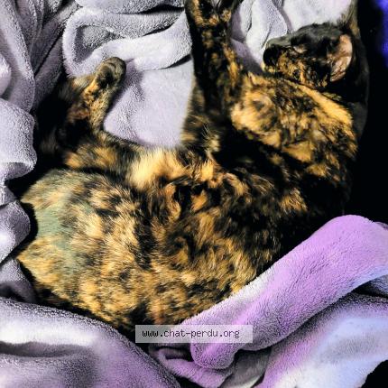 Photo 1/1 Zounie Chat perdu à Gap