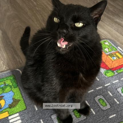 Photo 1/1 Kotik Chat perdu à Achern