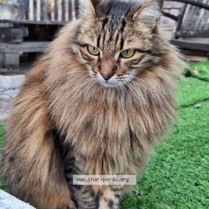 Photo 1/1 Mimi Chat perdu à Toulon