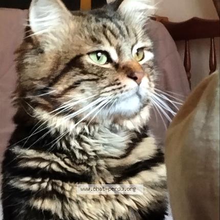 Photo 1/1 Marley Chat perdu à Beziers