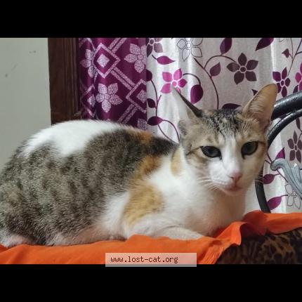 Photo 1/1 Style Chat perdu à Davangere