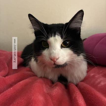 Photo 1/1 Chat trouvé Trouvé à Santa rosa