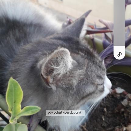 Photo 1/1 Figaro Chat perdu à Saint laurent de la salanque