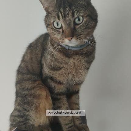 Photo 1/1 Alpha Chat perdu à Haveluy