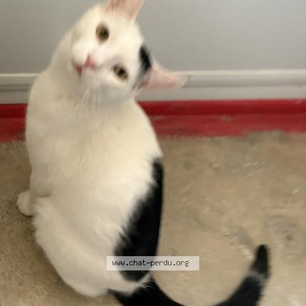 Photo 1/2 OREO Chat perdu à Saint jerome
