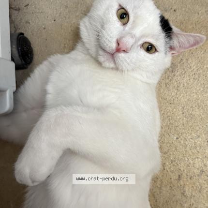 Photo 2/2 OREO Chat perdu à Saint jerome