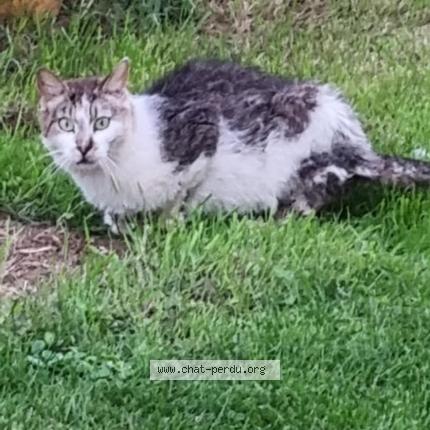 Photo 1/1 Chat trouvé Trouvé à Retiers