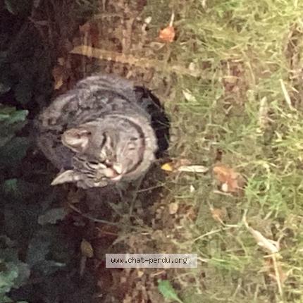 Photo 1/1 Chat trouvé Trouvé à Saint gregoire