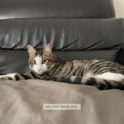 Photo 1/1 Chancy Chat perdu à Neuilly sur seine