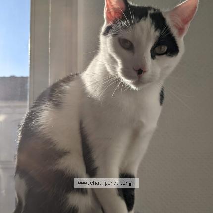 Photo 1/1 Biggy Chat perdu à Lille