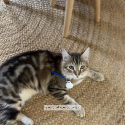 Photo 1/1 Petit chat Chat perdu à Montlhery