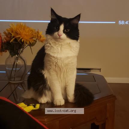 Photo 1/1 Sumo Chat perdu à Fairfield