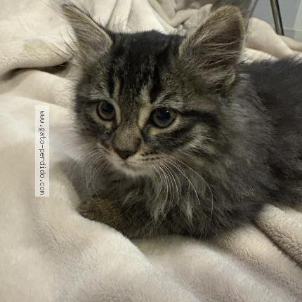 Photo 1/1 Julieta Chat perdu à Santiago las condes