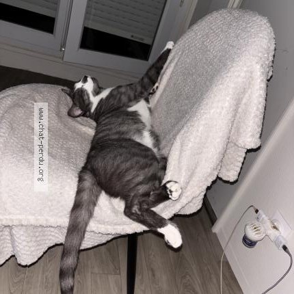 Photo 1/1 Olaf Chat perdu à Trelissac