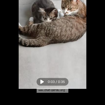 Photo 1/1 Zola Chat perdu à Plouarzel