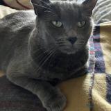 Photo de chat perdu à Ozoir La Ferriere