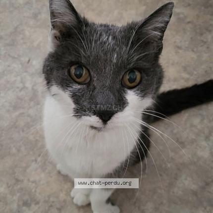 Photo 1/1 Nestor Chat perdu à Gurmels