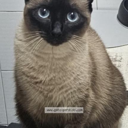 Photo 1/1 Minet Chat perdu à Astigarraga