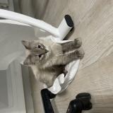 Photo de chat trouvé à Limoges