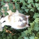 Photo de chat perdu à Wattrelos