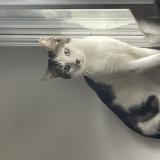 Photo de chat perdu à Angers