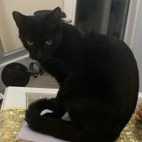 Photo de chat perdu à Samois Sur Seine