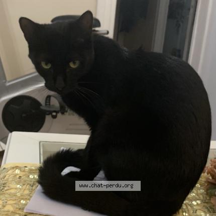 Photo 1/1 Paco Chat perdu à Samois sur seine