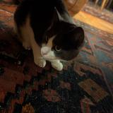 Photo de chat trouvé à Nantes