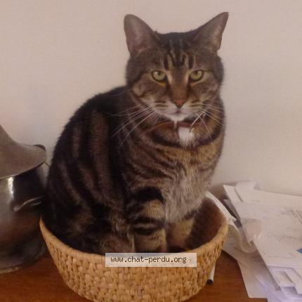 Photo 1/1 Minou ou Chouchou Chat perdu à Saint adolphe d howard