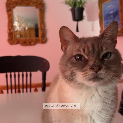 Photo 1/1 Chat retrouvé Perdu à La pocatiere