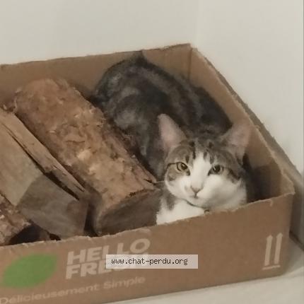 Photo 1/1 Yoko Chat perdu à Meursac