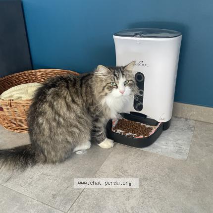 Photo 1/1 Chat retrouvé Perdu à Vetrigne