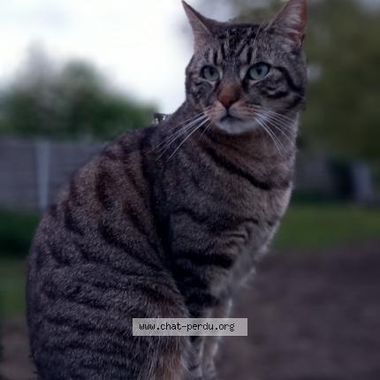 Photo 1/1 Rio Chat perdu à Casteau