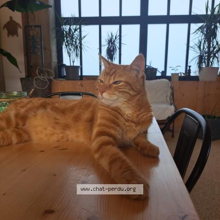 Photo 1/1 Chat retrouvé Perdu à Genissieux