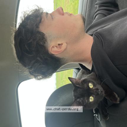 Photo 1/1 Mia Chat perdu à Betheny