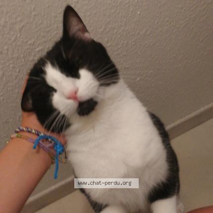 Photo 1/1 Maki Chat perdu à Obernai