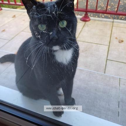 Photo 2/3 FELIX Chat perdu à Luzeret