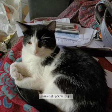 Photo 1/1 Cicéron Chat perdu à Saint leu la foret