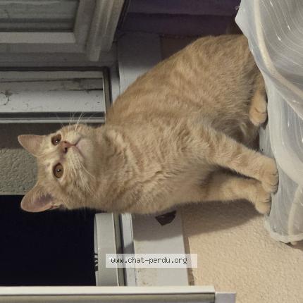 Photo 1/1 Luffy Chat perdu à Capdenac gare