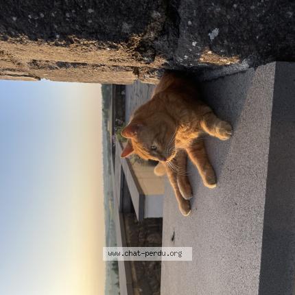 Photo 1/1 Ozzy Chat perdu à Saint martin valmeroux