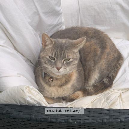 Photo 1/1 Mafi Chat perdu à Rosny sous bois