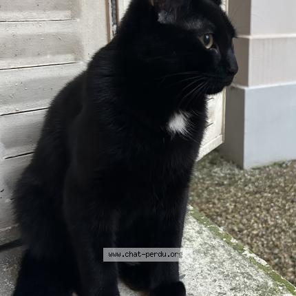 Photo 1/1 Pillow Chat perdu à Lyon