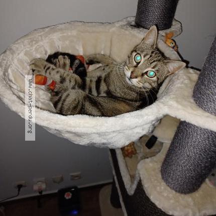 Photo 1/1 Oreo Chat perdu à La chapelle saint mesmin