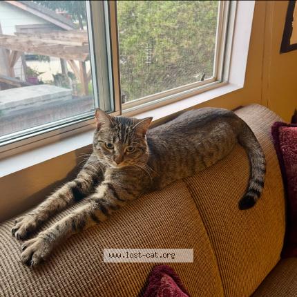 Photo 1/1 Willow Chat perdu à Temecula