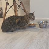 Photo de chat trouvé à Caba