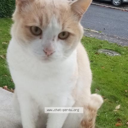 Photo 2/3 Chat trouvé Trouvé à Montauban de bretagne